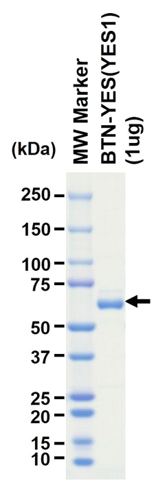The purity was assessed by SDS-PAGE/CBB staining.